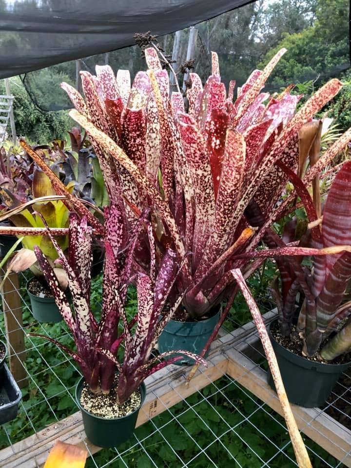 Billbergia Titanic dwarfing Billbergia Hallelujah (front).