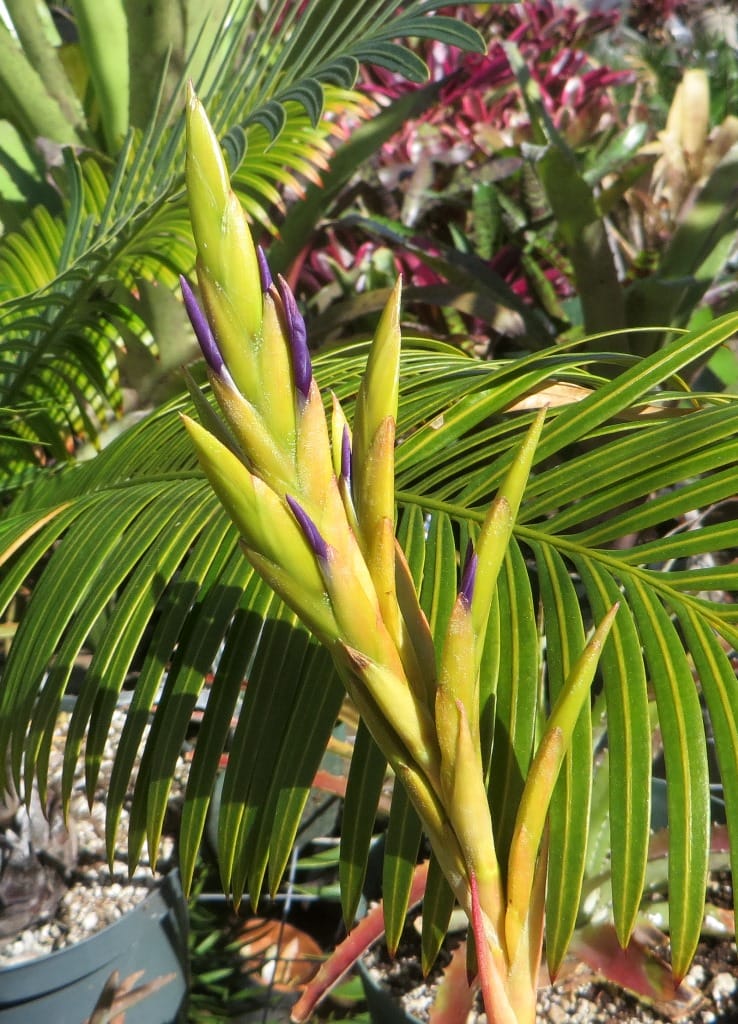 Tillandsia hammeri x rodrigueziana #699 - Image 3