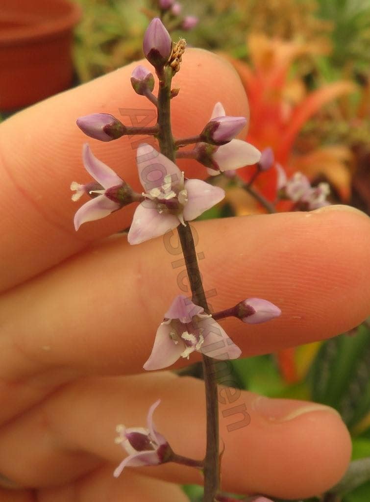 Hechtia hidalguense - Image 3