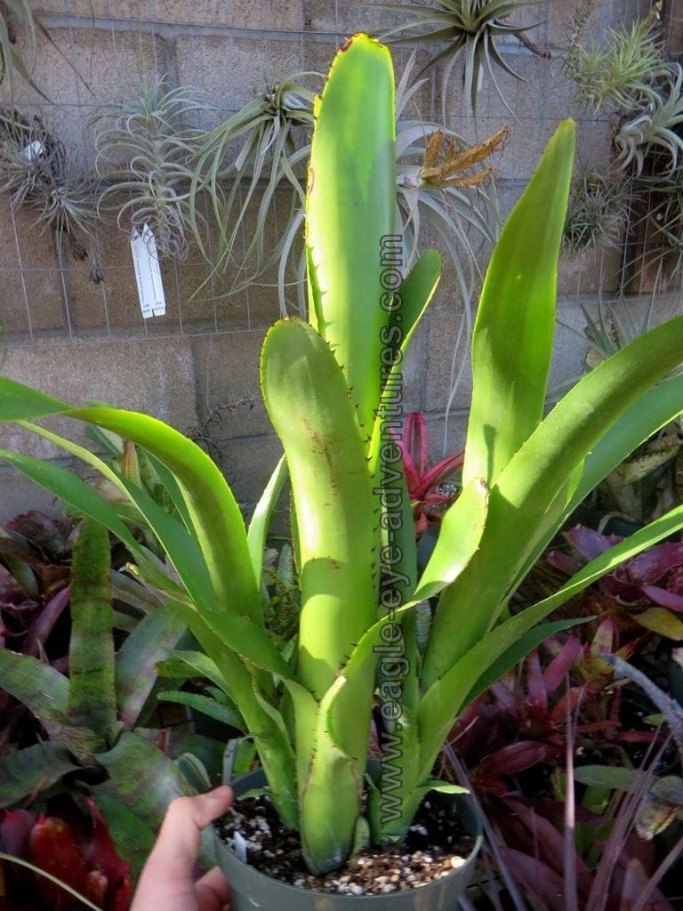 Billbergia vittata Green - Image 2