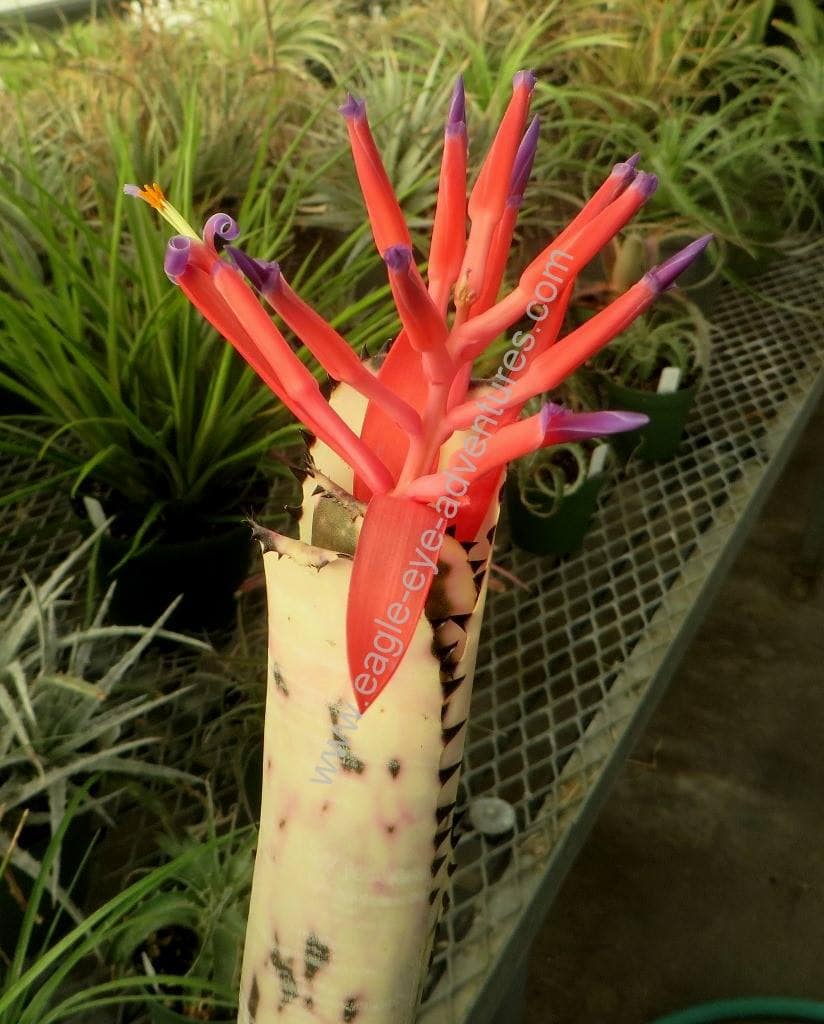 Billbergia Domingos Martins - Image 2