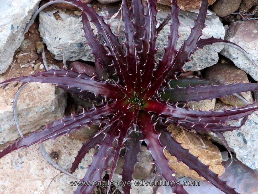 Hechtia Wildfire - Image 4