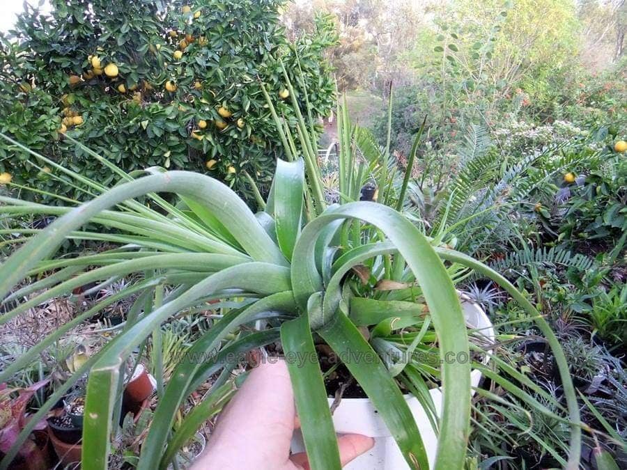 Hechtia lundelliorum - Image 3