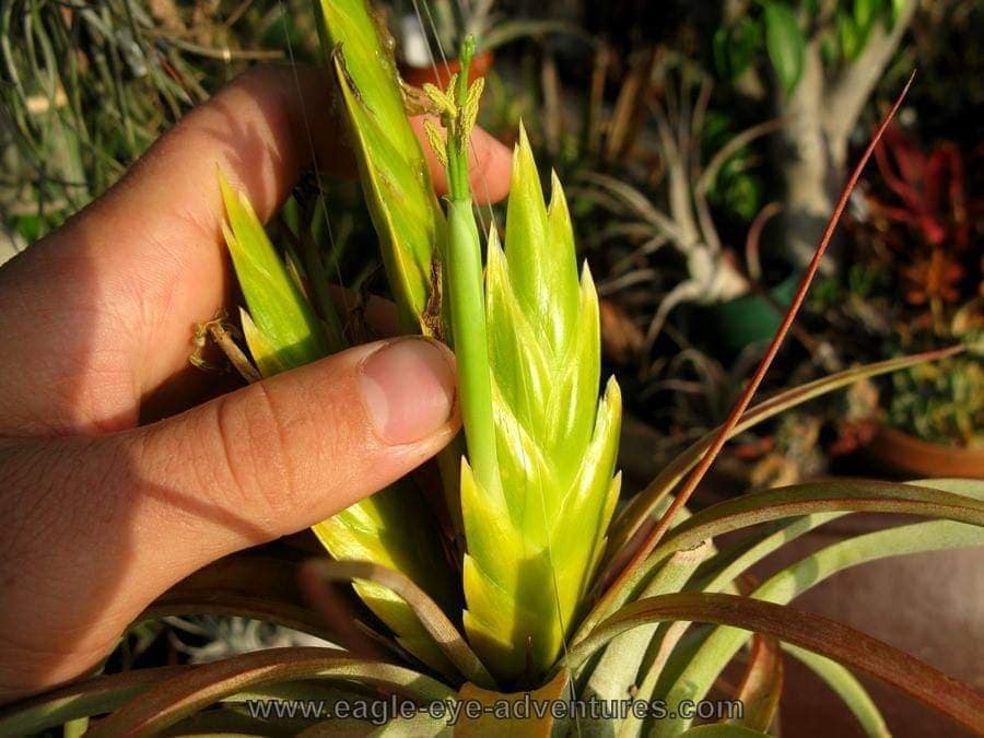 Tillandsia marabascoensis - Image 3
