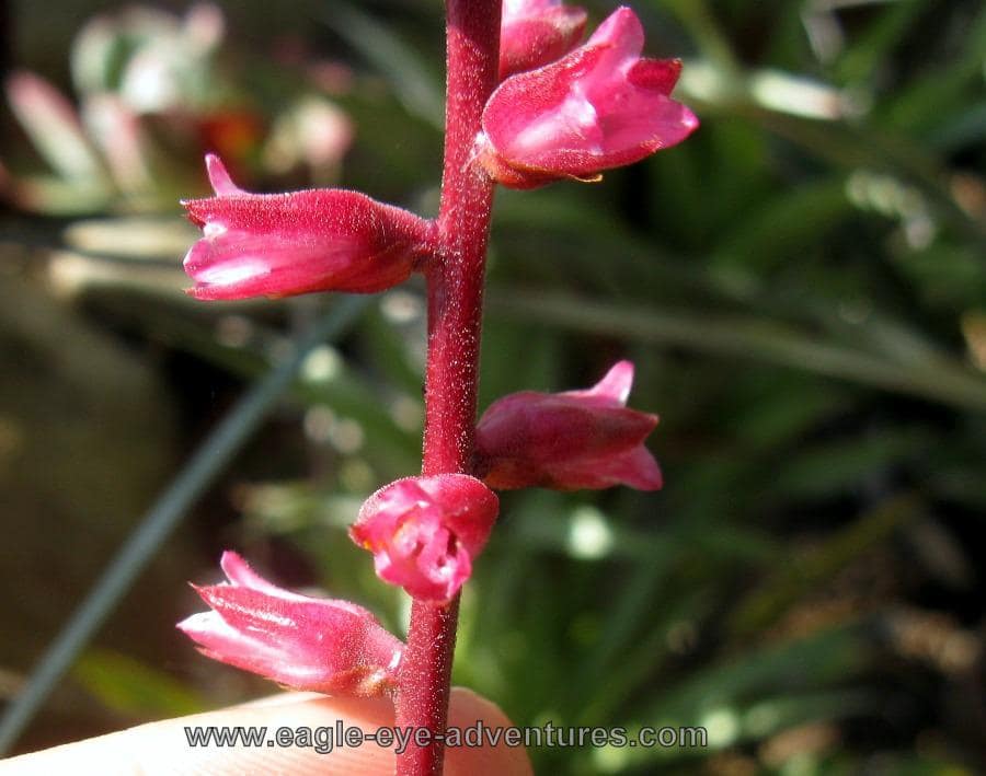 Hechtia pretiosa 'El Charco'