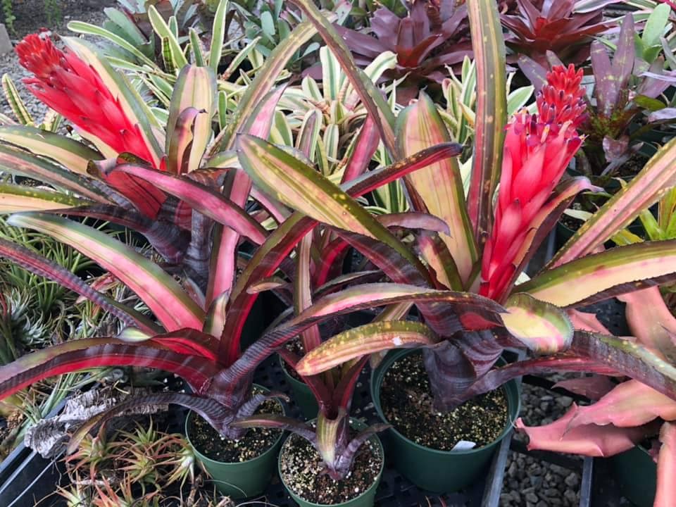 Billbergia Allan Ladd