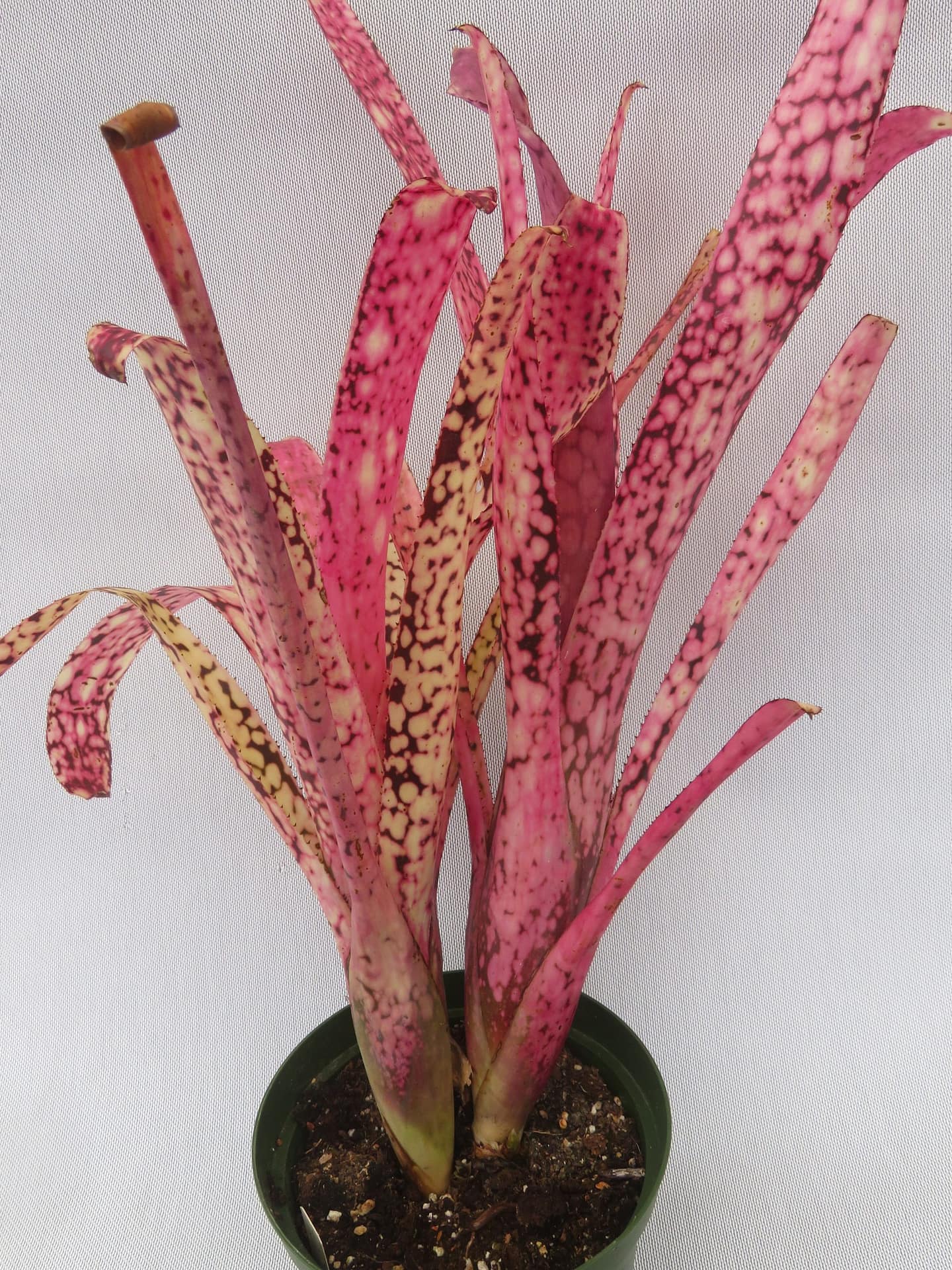 ブロメリア・エアープランツ Billbergia Talbot Eve Billbergia-Talbot-Eve-IMG_3107