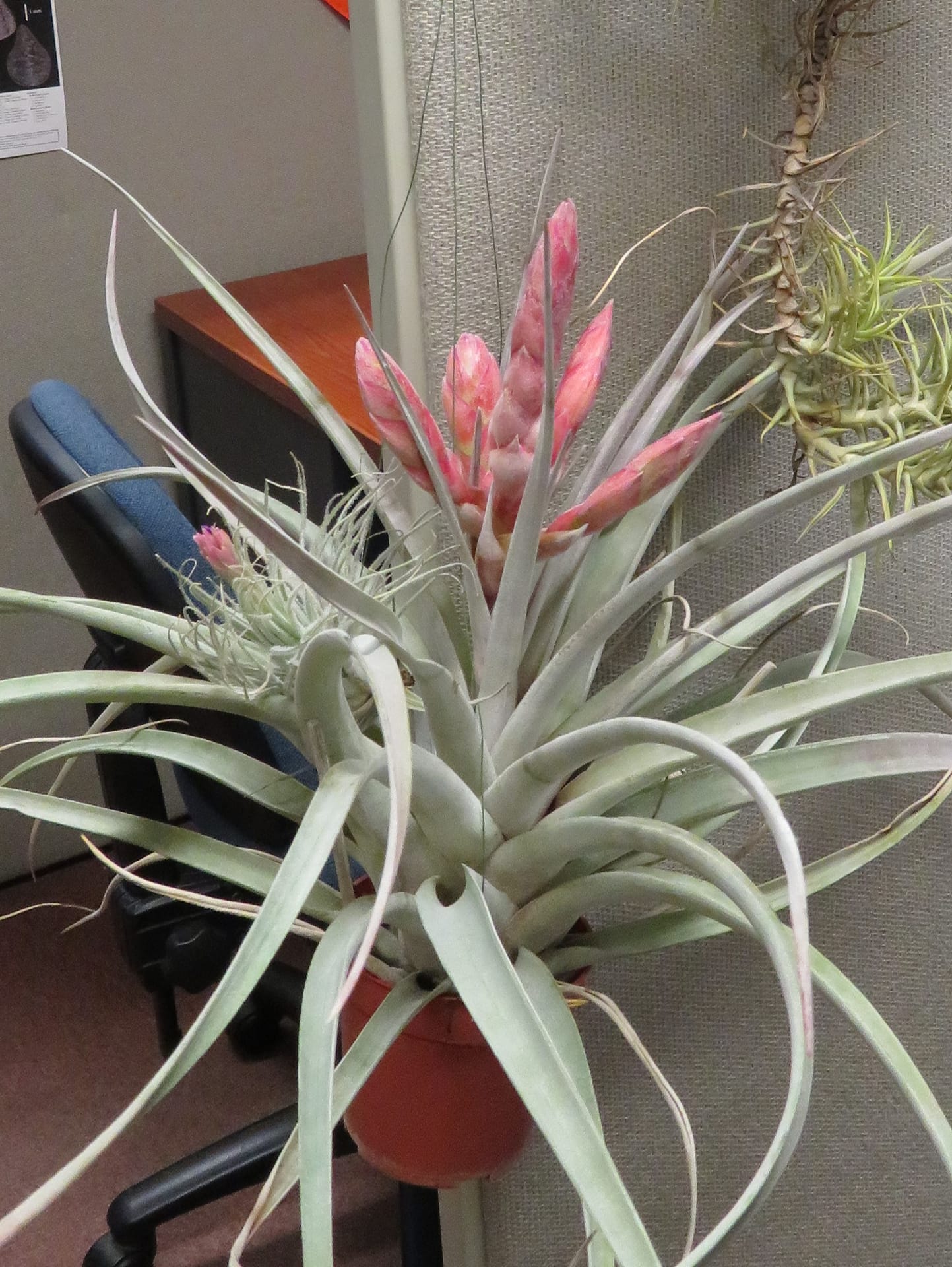 Tillandsia-Steve-IMG_9369.jpg