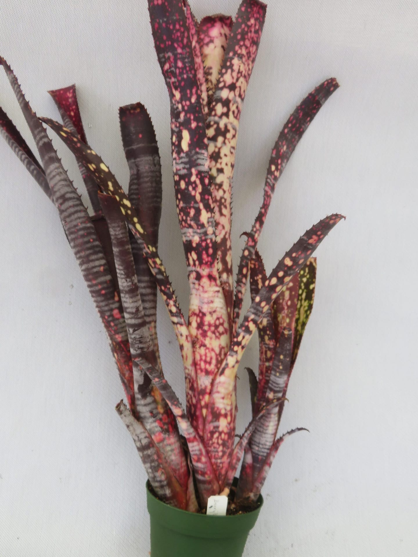 Billbergia Berry Blast 斑入り Billbergia-Berry-Blast-