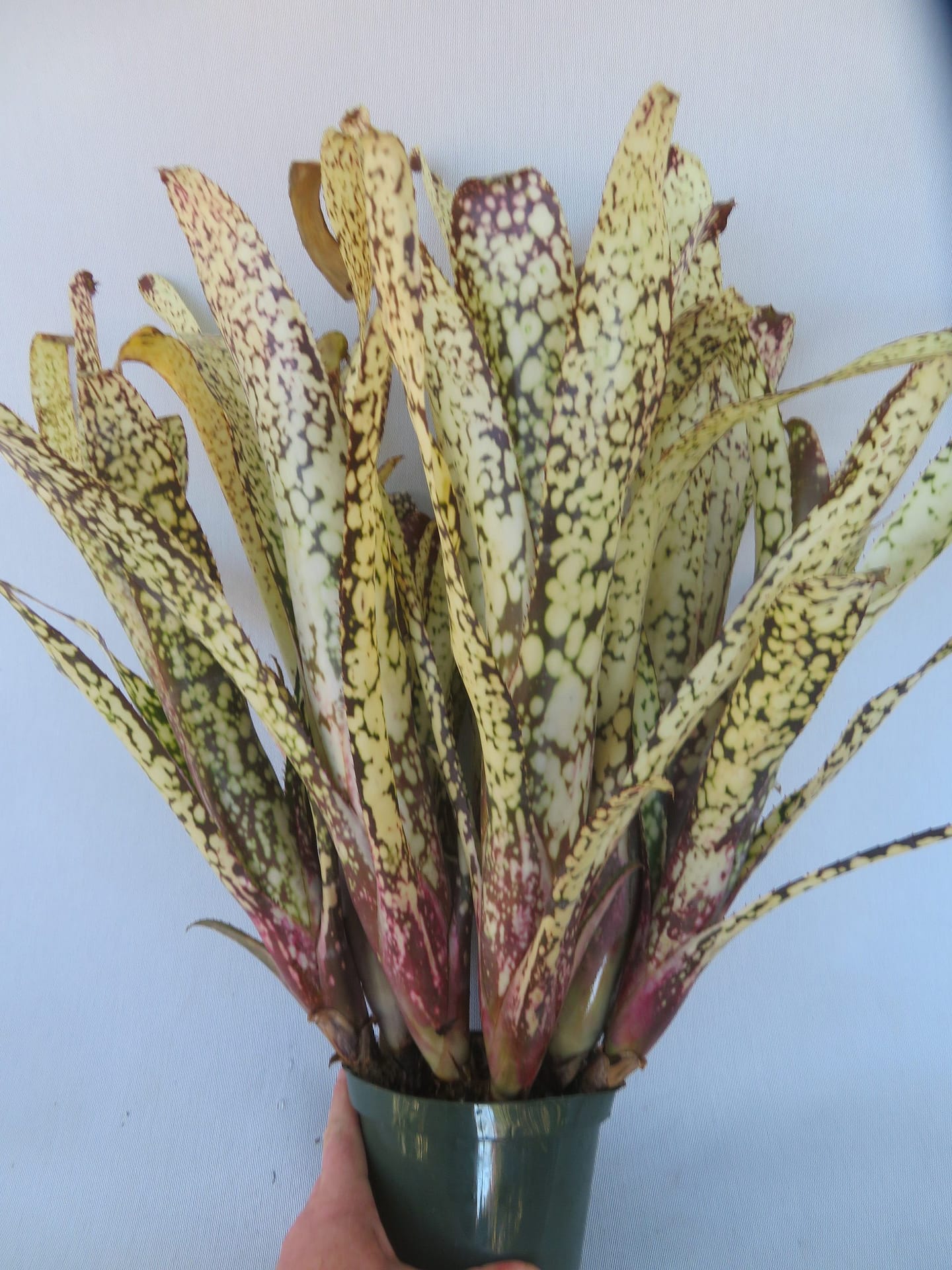 Billbergia-Kolan-Spirit-