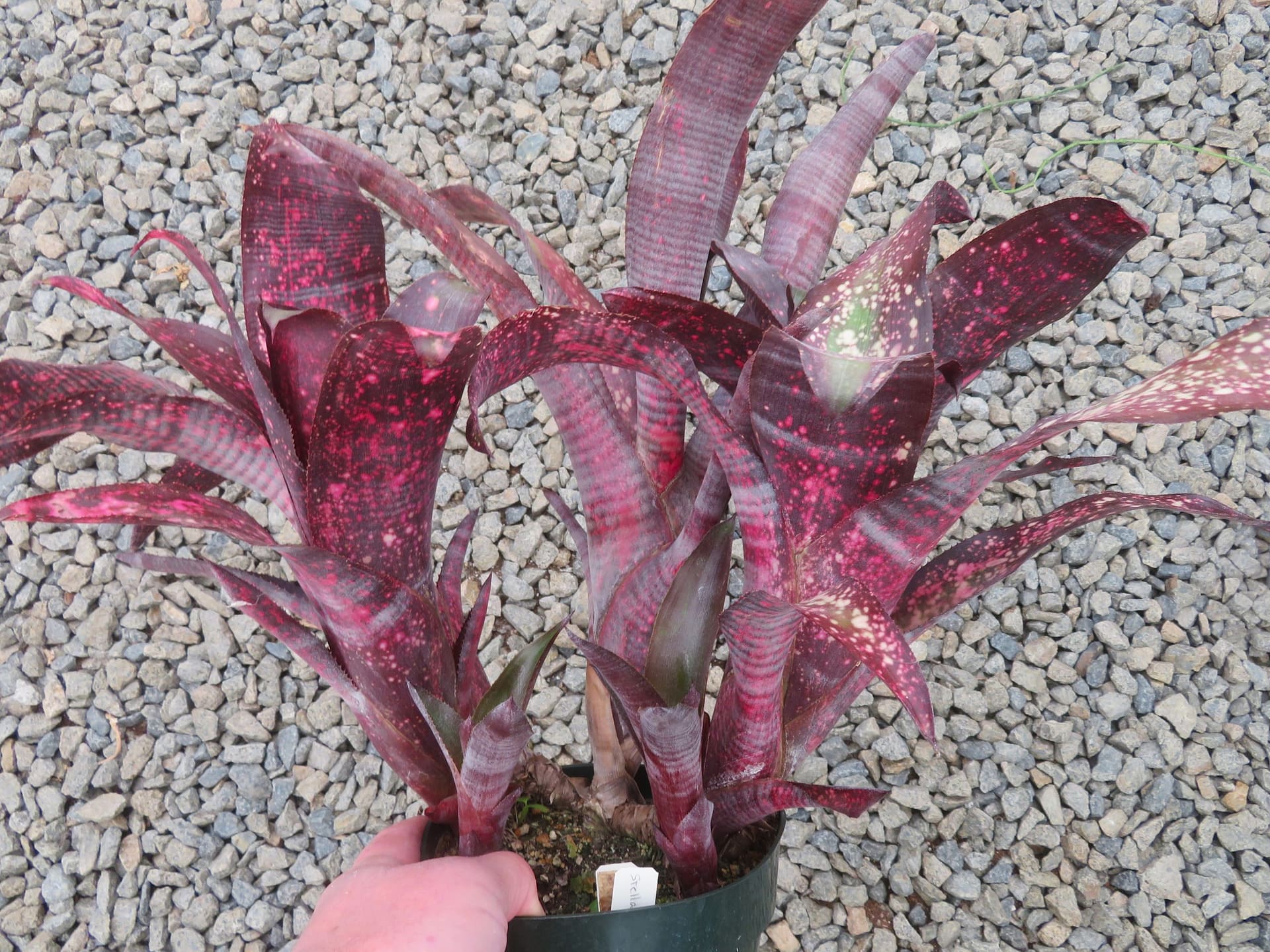 ブロメリア・エアープランツ Billbergia Stellar Attraction Billbergia-Stellar-Attraction-