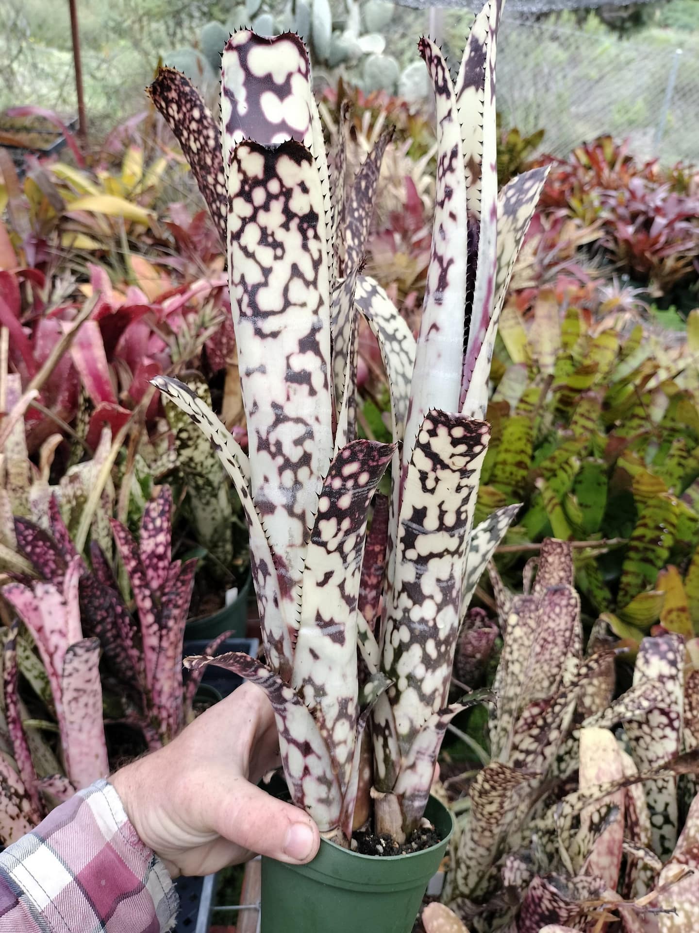 ビルベルギア Billbergia Canvey ' Line' 1000003644-scaled.jpg