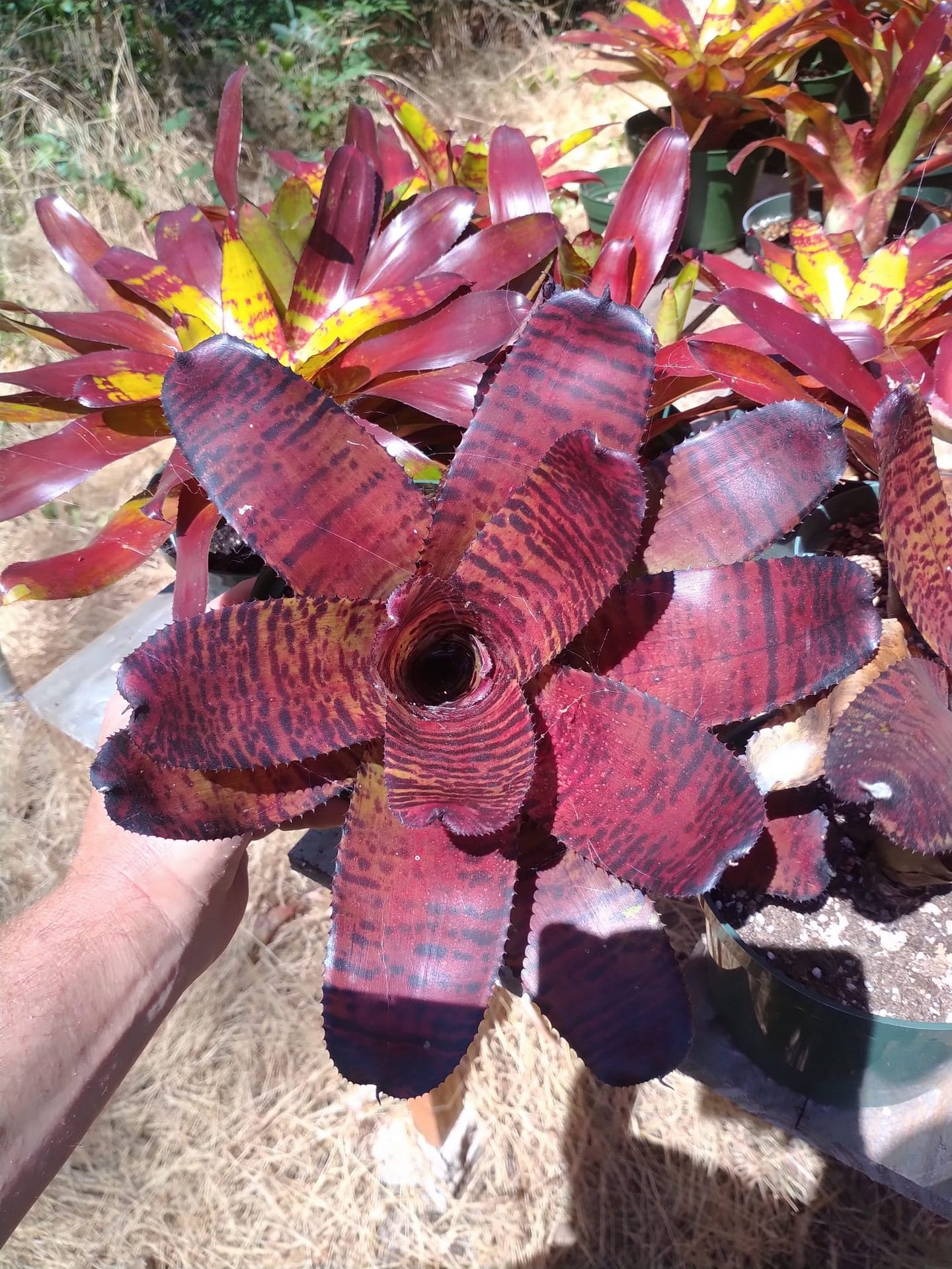 ネオレゲリア ノーマン・ベイツ　Neoregelia Norman Bates Neoregelia 'Norman Bates' - Bromeliad Paradise